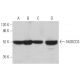 NUDCD3 Antibody (H-10) - Western Blotting - Image 371268 