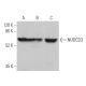 NUDCD3 Antibody (H-10) - Western Blotting - Image 371274