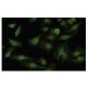 NUDE1 Antibody (36-T) - Immunofluorescence - Image 35529