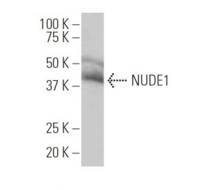 NUDE1 Antibody (36-T) - Western Blotting - Image 33705 