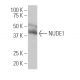 NUDE1 Antibody (36-T) - Western Blotting - Image 33705 