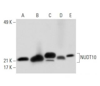 NUDT10 Antibody (4B7) - Western Blotting - Image 301682 