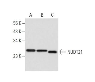 NUDT21 Antibody (2203C3) - Western Blotting - Image 308676 