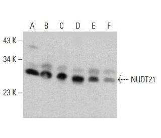 NUDT21 Antibody (F-5) - Western Blotting - Image 381006 