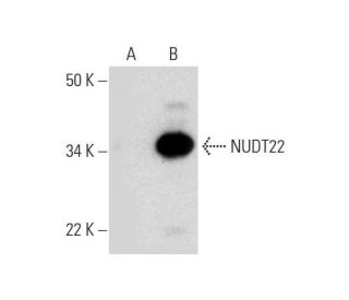 NUDT22 Antibody (B-2) - Western Blotting - Image 295787