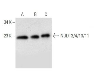 NUDT3/4/10/11 Antibody (B-8) - Western Blotting - Image 309487 