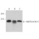 NUDT3/4/10/11 Antibody (B-8) - Western Blotting - Image 371919 