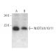 NUDT3/4/10/11 Antibody (B-8) - Western Blotting - Image 371927