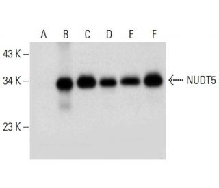 NUDT5 Antibody (E-4) - Western Blotting - Image 306583 