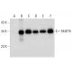 NUDT5 Antibody (E-4) - Western Blotting - Image 306583 