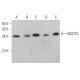 NUDT5 Antibody (E-4) - Western Blotting - Image 367146 