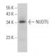 NUDT5 Antibody (E-4) - Western Blotting - Image 367151