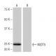 NUDT5 Antibody (FT-98) - Western Blotting - Image 65019