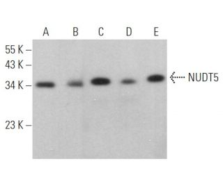 NUDT5 Antibody (E-4) - Western Blotting - Image 367146