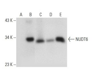 NUDT6 Antibody (F-2) - Western Blotting - Image 308133 