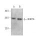 NUDT6 Antibody (F-2) - Western Blotting - Image 372905 