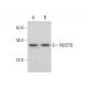 NUDT6 Antibody (F-2) - Western Blotting - Image 384357