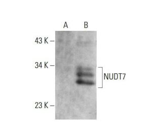 NUDT7 Antibody (D-1) - Western Blotting - Image 348650