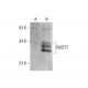 NUDT7 Antibody (D-1) - Western Blotting - Image 348650