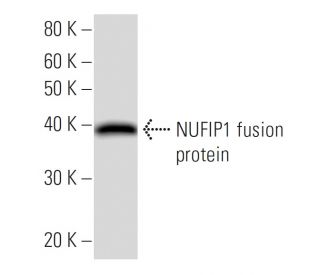 NUFIP1 Antibody (2662C1a) - Western Blotting - Image 16724