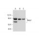 Nulp1 Antibody (A-6) - Western Blotting - Image 317939
