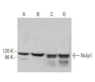 Nulp1 Antibody (A-6) - Western Blotting - Image 371275 