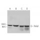 Nulp1 Antibody (A-6) - Western Blotting - Image 371275 