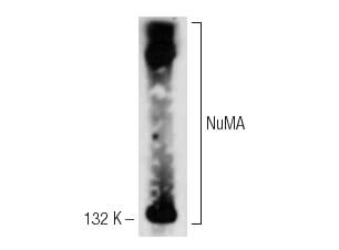 NuMA抗体(F-11) | SCBT - Santa Cruz Biotechnology