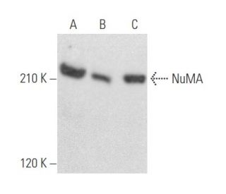 western blotting image from recommended NuMA (F-11) monoclonal antibody replacement. Image 355767