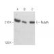 western blotting image from recommended NuMA (F-11) monoclonal antibody replacement. Image 355767