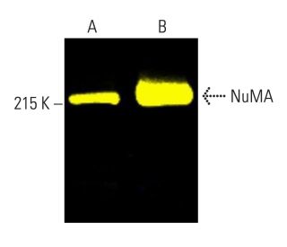 NuMA Antibody (F-11) - Western Blotting - Image 403374 