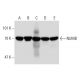 western blotting image from recommended NUMB (48) monoclonal antibody replacement. Image 144680