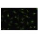Nup133 Antibody (378.1) - Immunofluorescence - Image 35880