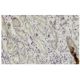 Nup133 Antibody (378.1) - Immunohistochemistry - Image 36373 