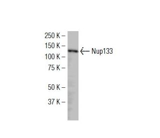 Nup133 Antibody (378.1) - Western Blotting - Image 34647 