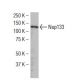 Nup133 Antibody (378.1) - Western Blotting - Image 34647 