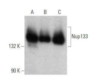 Nup133 Antibody (E-4) - Western Blotting - Image 358710 