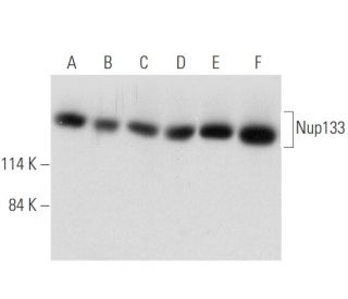 Nup133 Antibody (G-11) - Western Blotting - Image 344629 