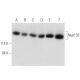 Nup133 Antibody (G-11) - Western Blotting - Image 344629 