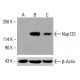 Nup133 Antibody (G-11) - Western Blotting - Image 415965