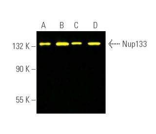 Nup133 Antibody (E-6) - Western Blotting - Image 390335