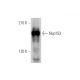 Nup153 Antibody (D-4) - Western Blotting - Image 346490