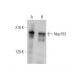 Nup153 Antibody (D-4) - Western Blotting - Image 351679 