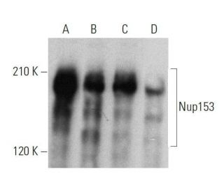Nup153 Antibody (D-4) - Western Blotting - Image 359462 