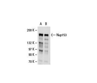 Nup153 Antibody (R3G1) - Western Blotting - Image 19923 
