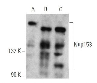 Nup153 Antibody (R4C8) - Western Blotting - Image 360045 