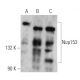 Nup153 Antibody (R4C8) - Western Blotting - Image 360045 