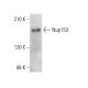 Nup153 Antibody (R4C8) - Western Blotting - Image 379994 
