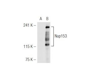 Nup153 (R3G1): sc-101544. Western blot analysis of Nup153 expression in... 