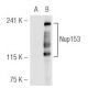 Nup153 (R3G1): sc-101544. Western blot analysis of Nup153 expression in... 